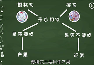 樱花和樱桃花是同一种花吗 樱花和樱桃花具体区别是什么