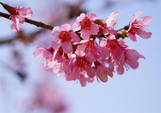 2021樱花盛开的唯美句子说说 2021赏樱花的朋友圈句子