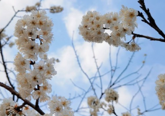 关于春日的阳光唯美句子 春天暖阳的心情说说