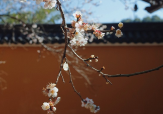 关于迎接春天的到来的心情句子 冬去春来感慨感言大全