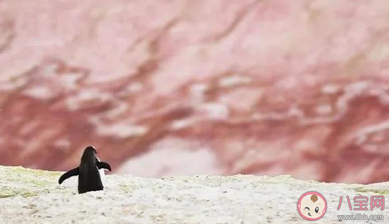 南极西瓜雪是由什么造成的 西瓜雪有哪些危害