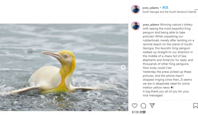 南极黄金企鹅是怎么回事 黄金企鹅是怎样的