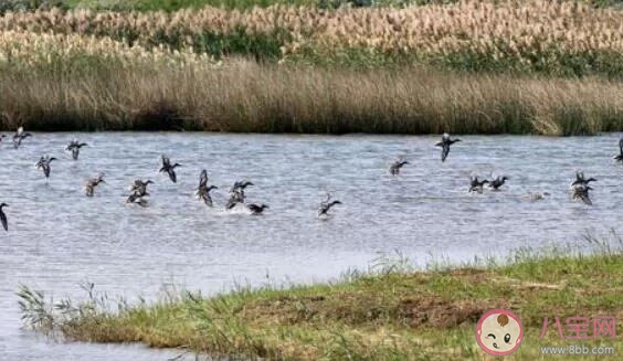 全球首次发现人感染H5N8型禽流感病毒 H5N8型禽流感病毒会人传人吗
