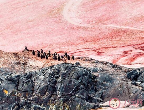 南极又出现西瓜雪是怎么回事 西瓜雪是怎么形成的意味着什么