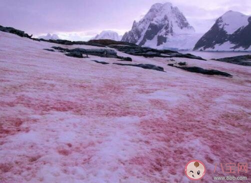 南极又出现西瓜雪是怎么回事 西瓜雪是怎么形成的意味着什么