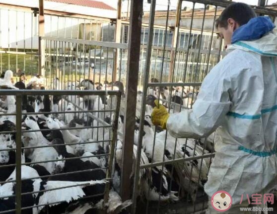 全球首次发现人感染H5N8型禽流感病毒 H5N8型禽流感病毒会人传人吗