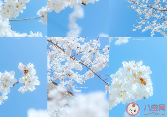 春天赏花发朋友圈文案句子 春天赏花唯美心情句子 春天赏花发朋友圈文案句子 春天赏花唯美心情句子