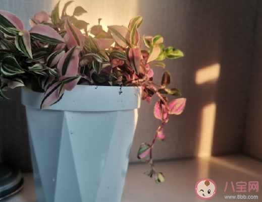 2021到了怎么发朋友圈 三月到了鼓励自己正能量句子