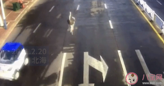 鸵鸟趁主人不注意逃上街头狂奔是怎么回事 养鸵鸟要注意些什么