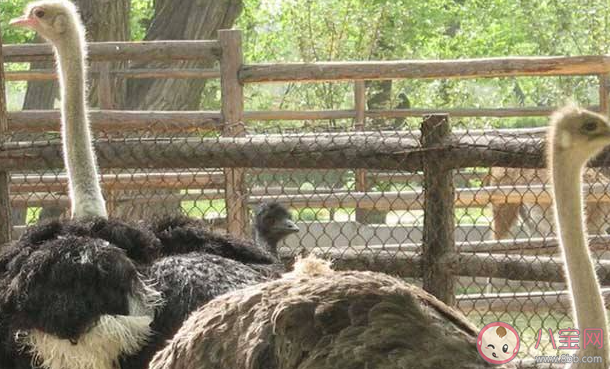 鸵鸟趁主人不注意逃上街头狂奔是怎么回事 养鸵鸟要注意些什么
