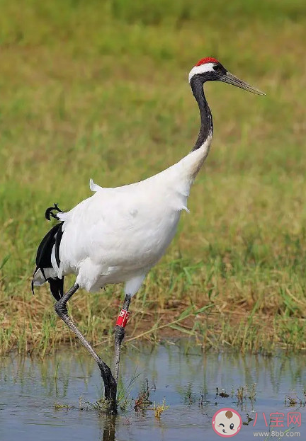 丹顶鹤是秃头吗 丹顶鹤头上的红色不是羽毛是什么 丹顶鹤是秃头吗 丹顶鹤头上的红色不是羽毛是什么