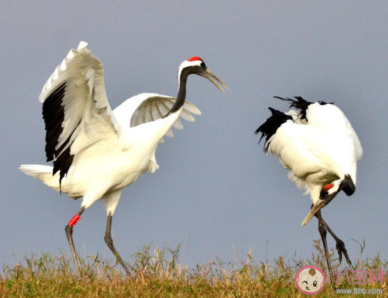 丹顶鹤是秃头吗 丹顶鹤头上的红色不是羽毛是什么 丹顶鹤是秃头吗 丹顶鹤头上的红色不是羽毛是什么