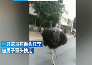 鸵鸟趁主人不注意逃上街头狂奔是怎么回事 养鸵鸟要注意些什么