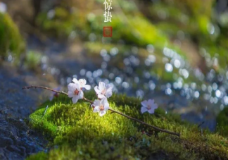 2021幼儿园惊蛰节气美篇报道三篇 幼儿园惊蛰节气活动教案大全