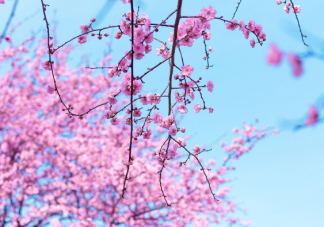 春天赏花发朋友圈文案句子 春天赏花唯美心情句子