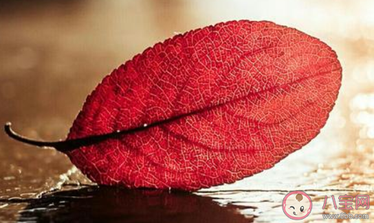 常用语不分青红皂白中皂是指什么颜色 蚂蚁庄园2月24日答案