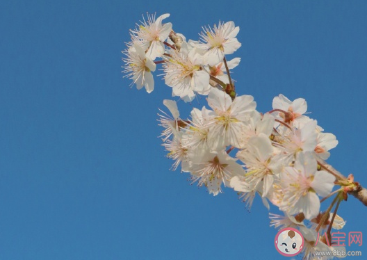 去踏春的发朋友圈说说 春季踏春心情感慨句