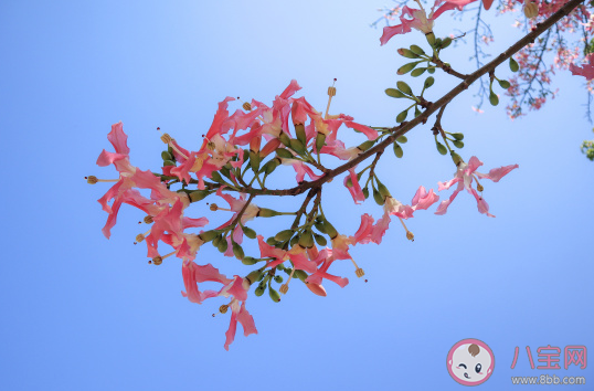 去踏春的发朋友圈说说 春季踏春心情感慨句