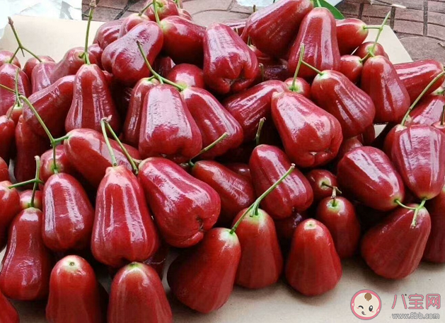 莲雾是什么味道的 莲雾是热性还是寒性水果