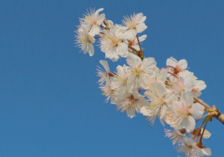 去踏春的发朋友圈说说 春季踏春心情感慨句