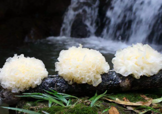 银耳隔夜吃会不会有毒 银耳隔夜吃了会怎么样