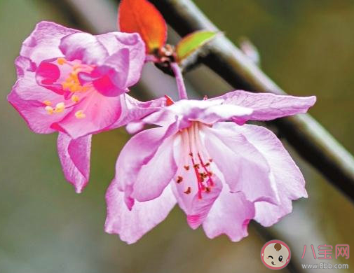 春天去公园游玩的心情说说 春天游玩发朋友圈句子