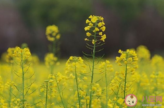 赏油菜花开的朋友圈说说 晒油菜花心情感慨句子
