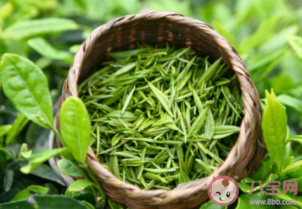 并没有专门的绿茶树红茶树吗 红茶和绿茶一般是用什么茶树