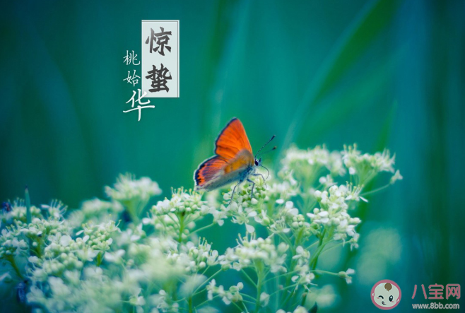 2021惊蛰节气文案素材句子 惊蛰节气正能量创意文案大全