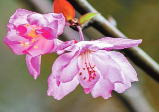 春天去公园游玩的心情说说 春天游玩发朋友圈句子