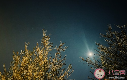 春天真好的朋友圈文案说说 春天的感觉心情感慨句子