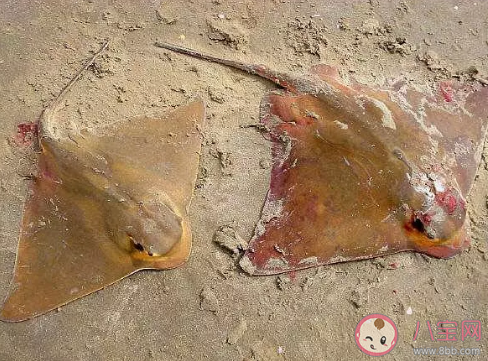 老板鱼和辣子鱼有什么区别 老板鱼是属于河里还是海里 老板鱼和辣子鱼有什么区别 老板鱼是属于河里还是海里