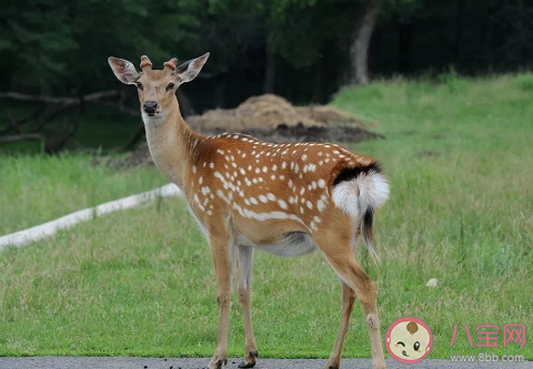 梅花鹿鹿尾巴有哪些食用方法 鹿尾的功效和作用是什么