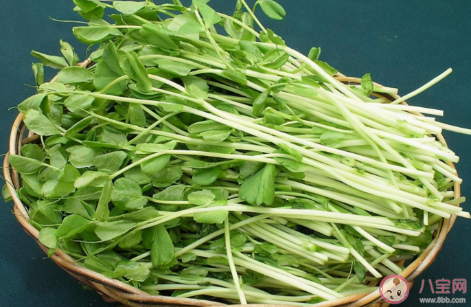 豌豆苗吃多了会胀气吗 豌豆苗没熟吃了会中毒吗