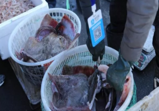 老板鱼和辣子鱼有什么区别 老板鱼是属于河里还是海里