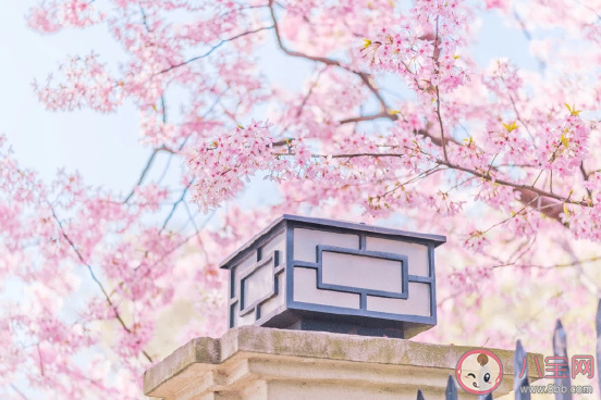 2021赏樱花发朋友圈微信句子  看樱花唯美心情语录
