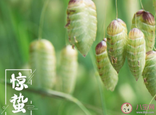 又是一年惊蛰节气的问候语短句 惊蛰节气到了的朋友圈简短句子
