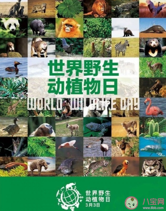 全球已灭绝野生动物盘点 世界野生动植物保护宣传语口号