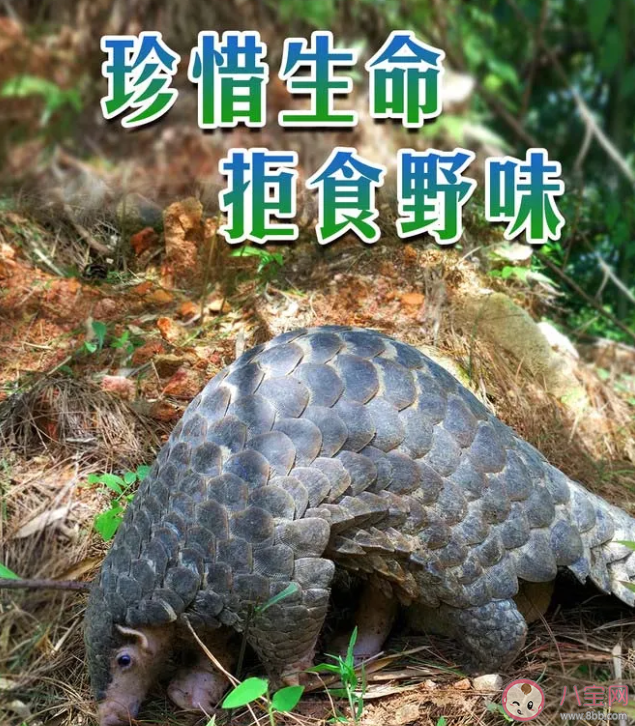 世界野生动植物日倡议书美篇 关于保护世界野生动植物日倡议书