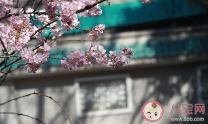 2021武大赏樱花怎么预约 武大赏樱花预约步骤