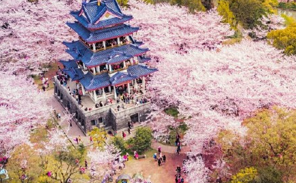 2021武大赏樱游客从哪个门进最好 游客通道两次核验点