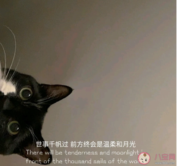 2021沙雕有趣的微信状态文案 微信个人状态有趣搞笑的句子分享