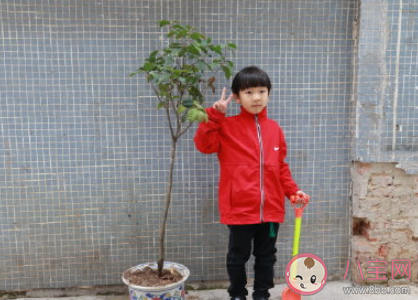 幼儿园植树节种树的活动报道美篇2021 幼儿园组织小朋友种树的活动稿件2021