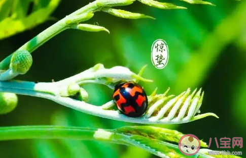 惊蛰当天吃什么好 适合惊蛰最养生的食物推荐 惊蛰当天吃什么好 适合惊蛰最养生的食物推荐