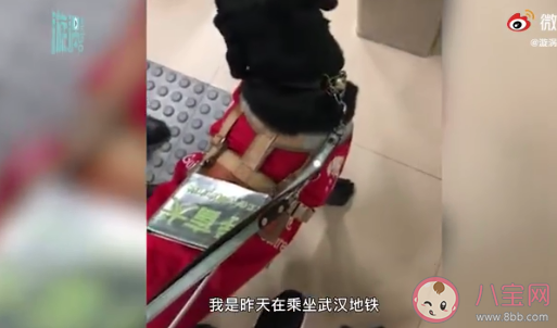 导盲犬使用公共交通该不该戴嘴罩 给导盲犬戴嘴罩会有什么影响