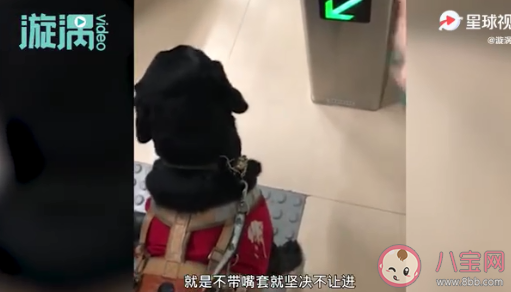 导盲犬使用公共交通该不该戴嘴罩 给导盲犬戴嘴罩会有什么影响