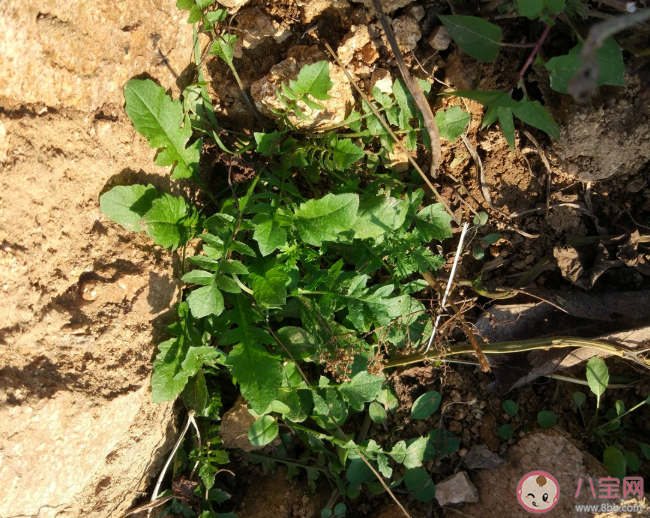 荠菜吃多了有什么坏处 荠菜吃不完怎么保存 荠菜吃多了有什么坏处 荠菜吃不完怎么保存