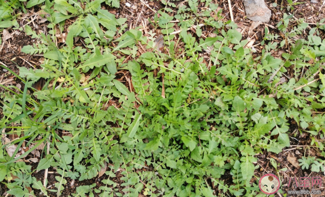 荠菜吃多了有什么坏处 荠菜吃不完怎么保存 荠菜吃多了有什么坏处 荠菜吃不完怎么保存