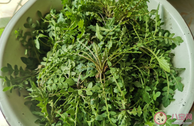 荠菜吃多了有什么坏处 荠菜吃不完怎么保存 荠菜吃多了有什么坏处 荠菜吃不完怎么保存