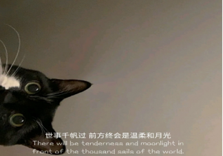 2021沙雕有趣的微信状态文案 微信个人状态有趣搞笑的句子分享